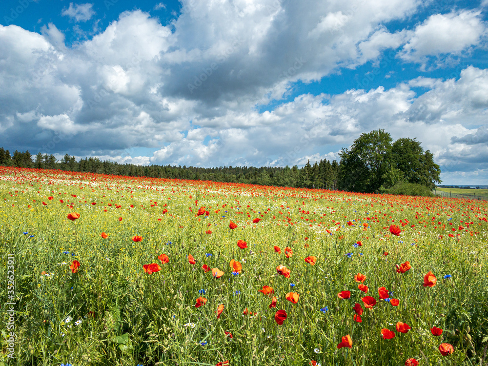 Red Poppy field with forest background and cloudy sky