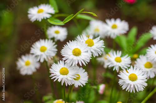 white camomiles in the park, white flowers in the forest