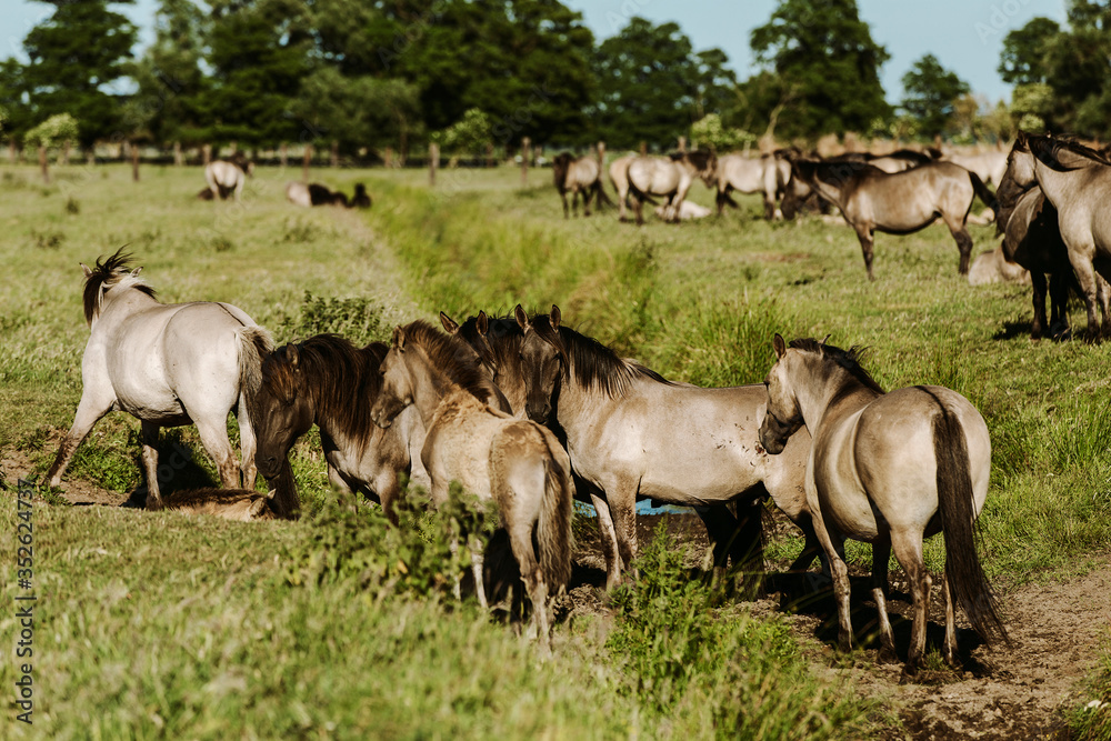 Fototapeta premium wild horses