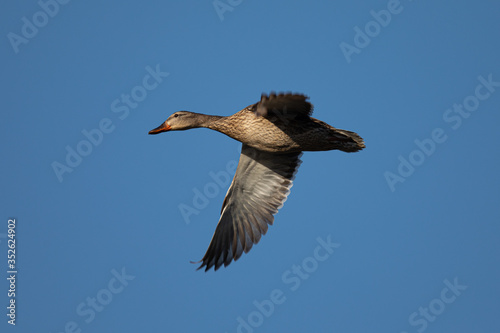 Female wild duck flying  seen in the wild in a North California marsh
