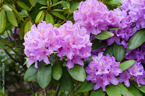 Close up of Rhododendron purple flowers_ Baden-Baden, Germany photo