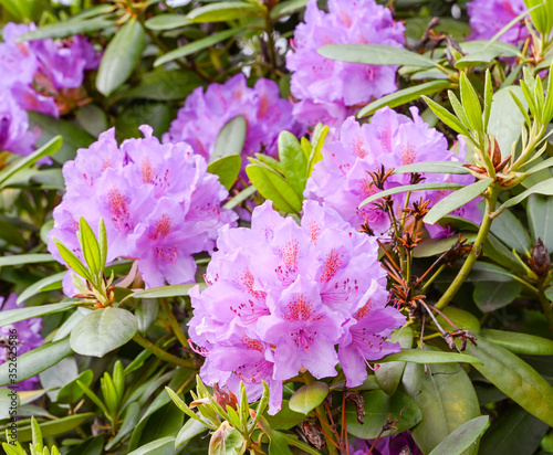 Close up of Rhododendron purple flowers_ Baden-Baden, Germany photo