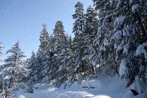 snow covered pine trees