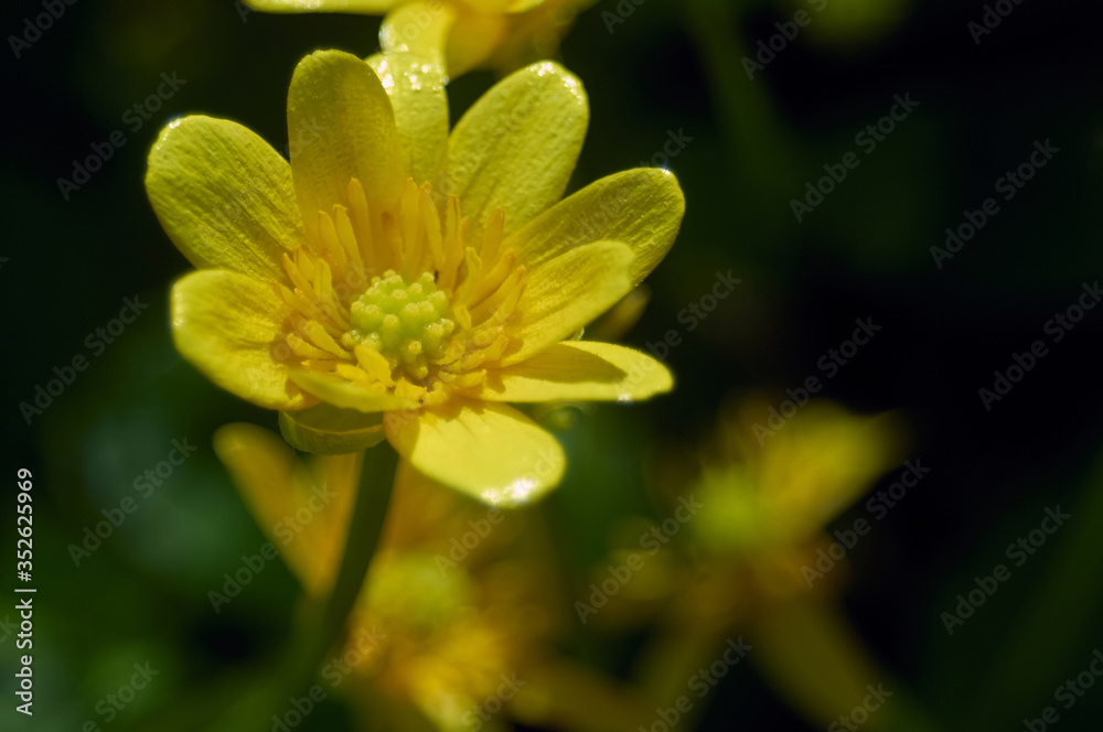Yellow flower in the garden on the green and dark background Yellow flower in the garden on the green and dark background