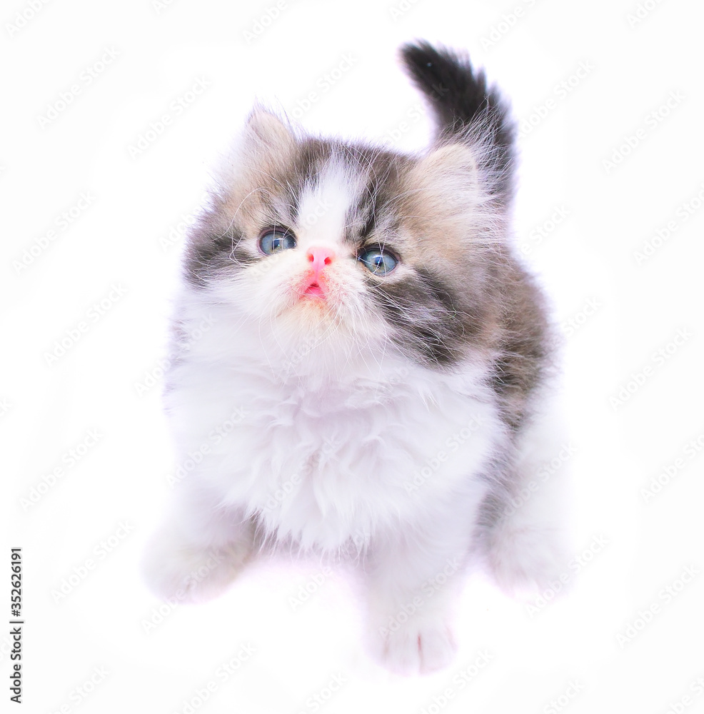 isolated portrait cute persian kitten