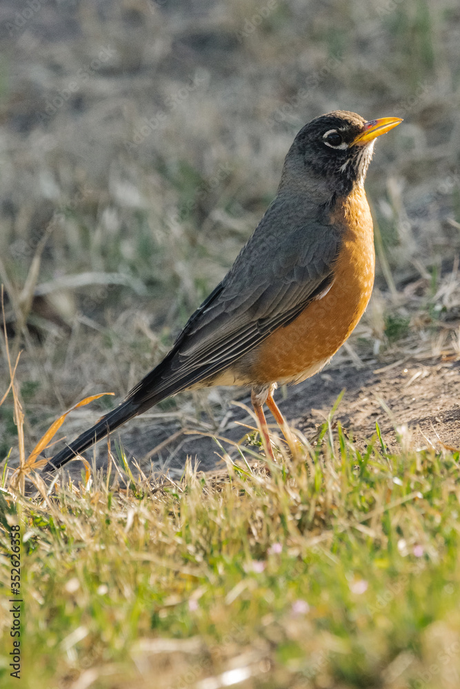 American Robin American Robin