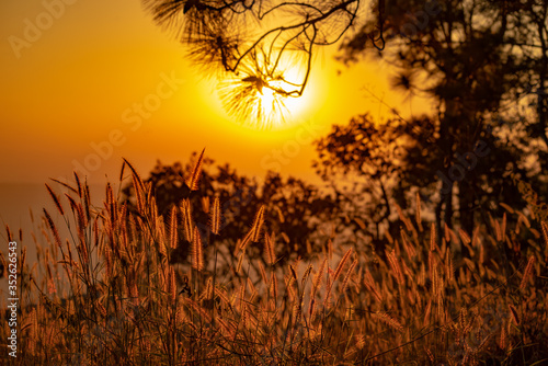  Beautiful Poaceae Grasses Meadow Sunset