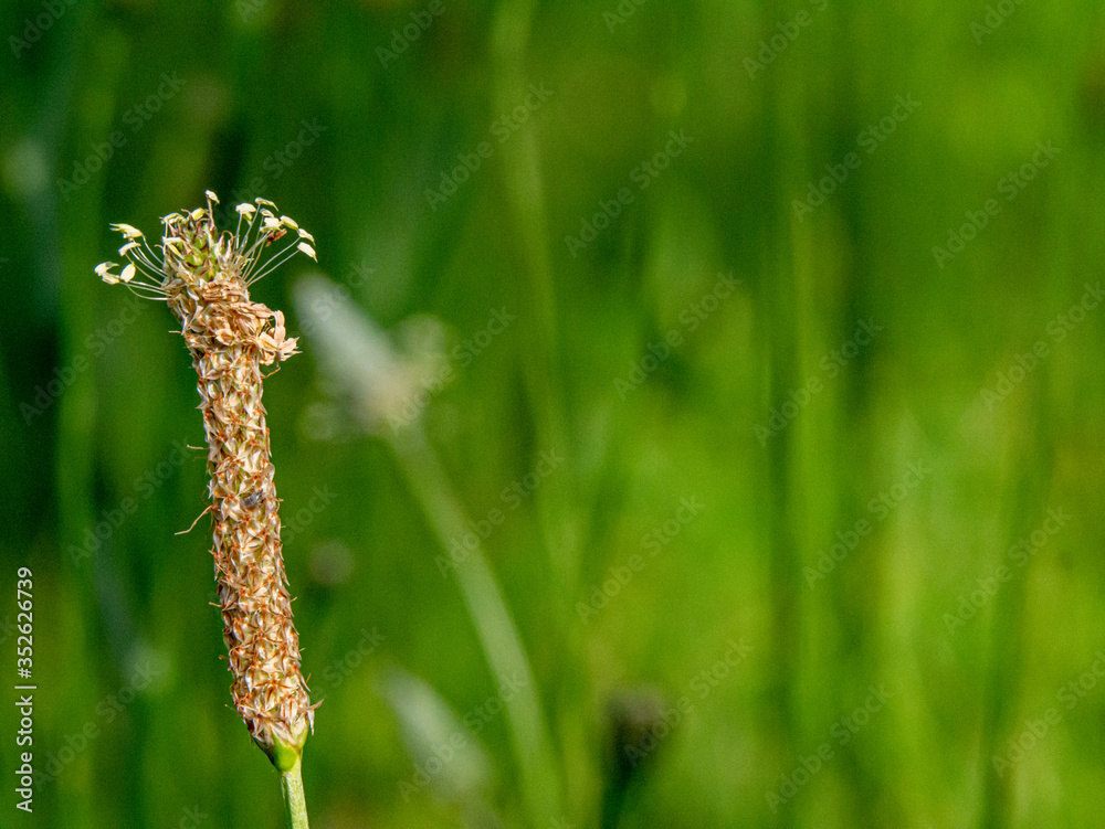 Tiny flowers at the top of a small plant