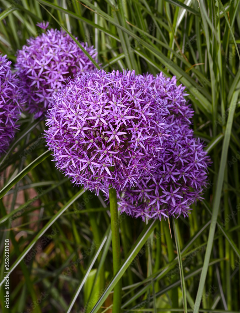 Flower head of Allium Purple Sensation(Allium aflatunense)_ Baden-Baden, Germany Flower head of Allium Purple Sensation(Allium aflatunense)_ Baden-Baden, Germany