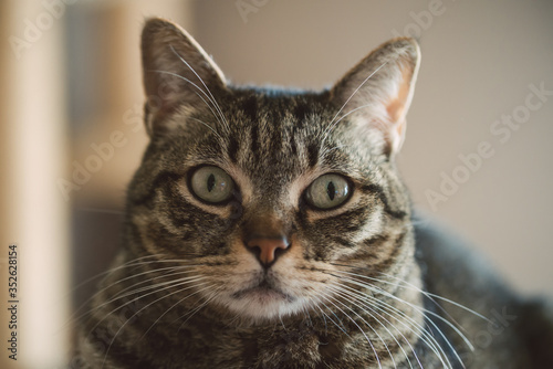 Portrait of a cute tabby cat © ramonespelt