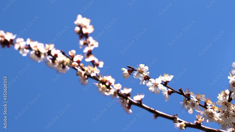 close up, May, cherry blossoms, bees fly on flowers close up, May, cherry blossoms, bees fly on flowers
