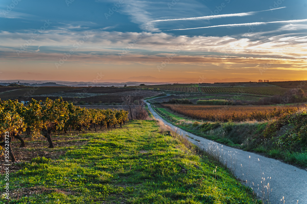 Languedoc-Roussillon vineyard crossed by small road at sunset - obrazy, fototapety, plakaty 
