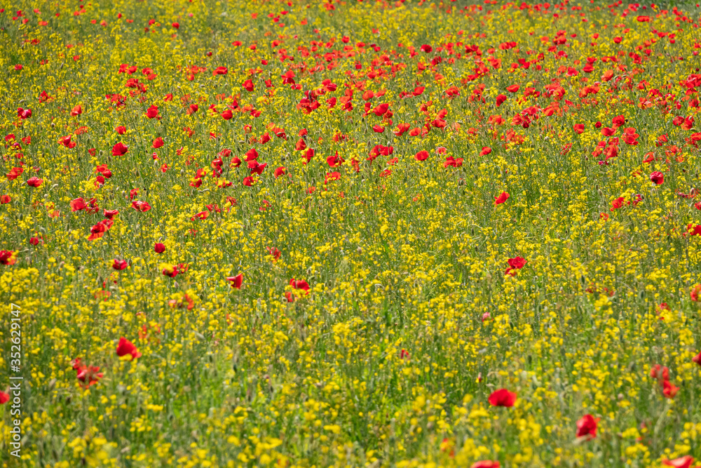 Field of Corn Poppy Flowers Papaver rhoeas in Spring