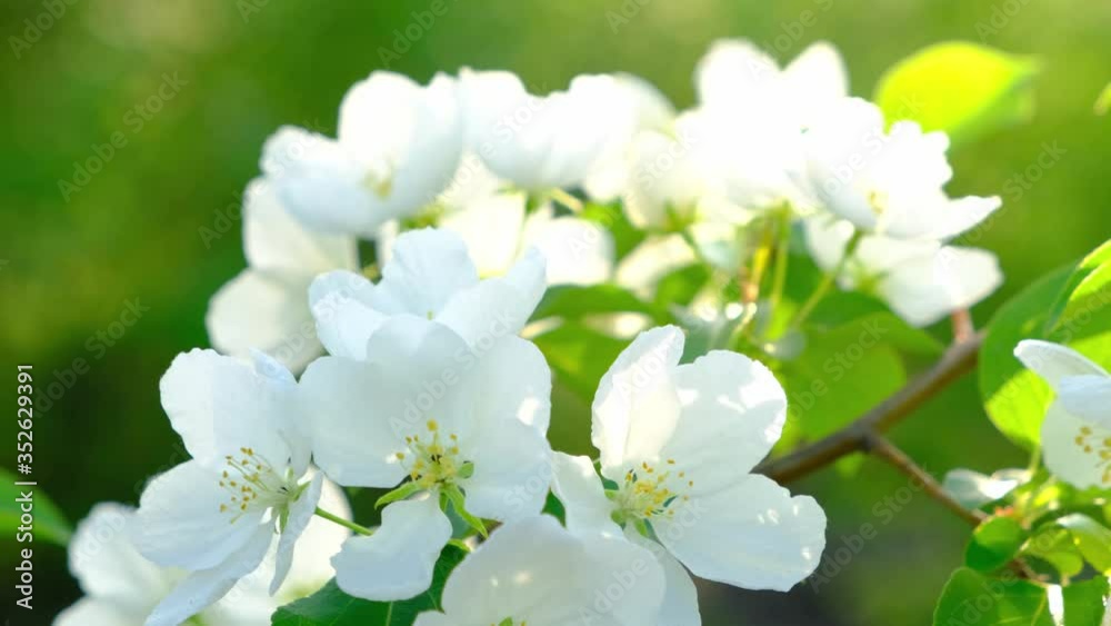 Branch with white flowers of a blooming Apple tree sways in wind. Branch with white flowers of a blooming Apple tree sways in wind.