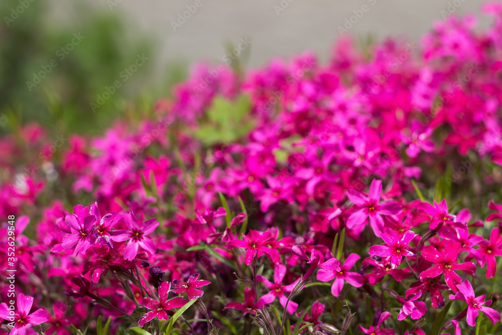 Pink Phlox subulata (Creeping Phlox) - creeping plant with small pink flowers to decorate flower beds. Floral background