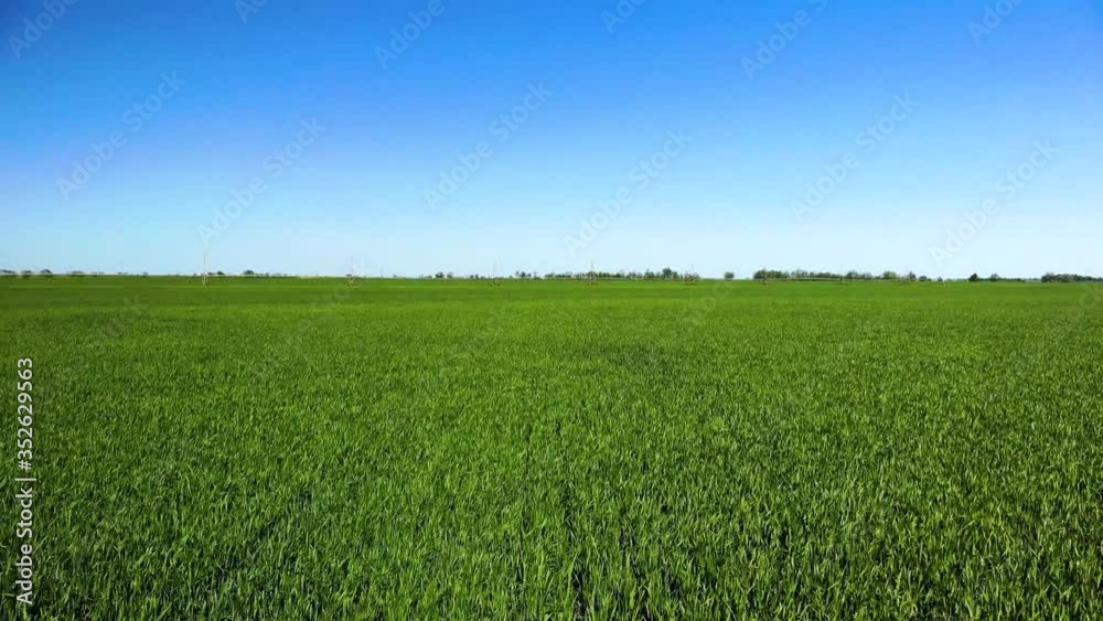 Low flight over green and yellow wheat rural field at sunny summer day. Low flight over green and yellow wheat rural field at sunny summer day.