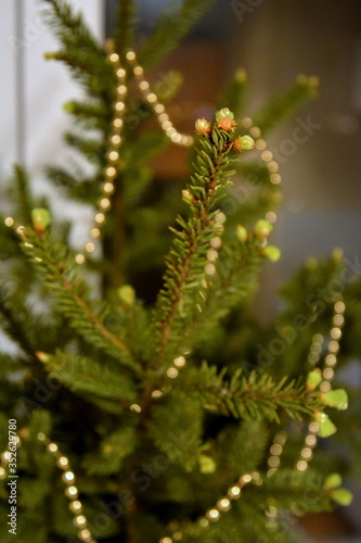 Saint Petersburg, Russia. January, 14, 2016. Natural fir-tree branches decorated with golden christmas garland