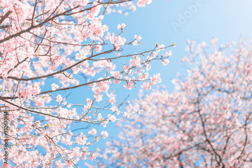 Obraz na plátne Low Angle View Of Cherry Blossoms Against Sky