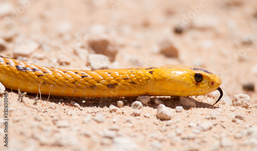 Cape Cobra in Kalahari desert
