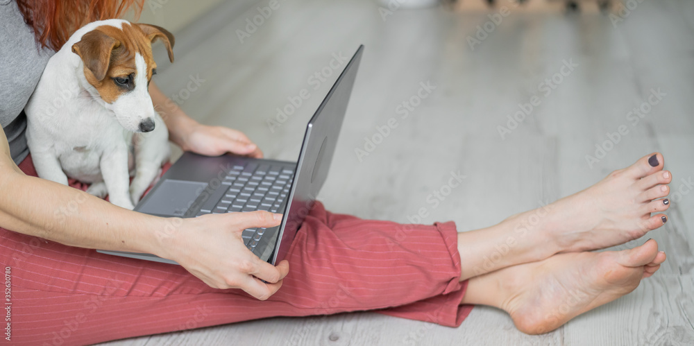 Fototapeta premium Puppy Jack Russell Terrier sits and misses the faceless girl's lap. Unrecognizable woman sitting on the floor in a comfortable position and typing on a laptop.