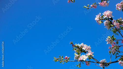 Blooming apple tree against the sky. Spring flowers. Spring background
