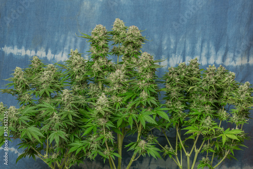 White Russian and Special Queen variety of marijuana medical flower © luzkovyvagon.cz