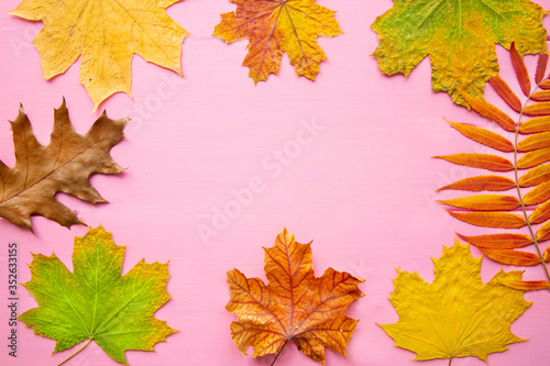 Thanksgiving day holiday greeting card background. Autumn colorful leaves on pink wooden table. Space for text.