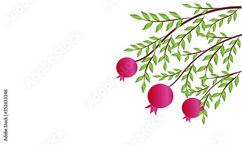pomegranate, pomegranates, pomegranate tree, pomegranate branch, pomegranate background, pomegranate vector, pomegranate illustration, jewish Hashana, jewish Hashanah, jewish new, jewish rosh, jewish 