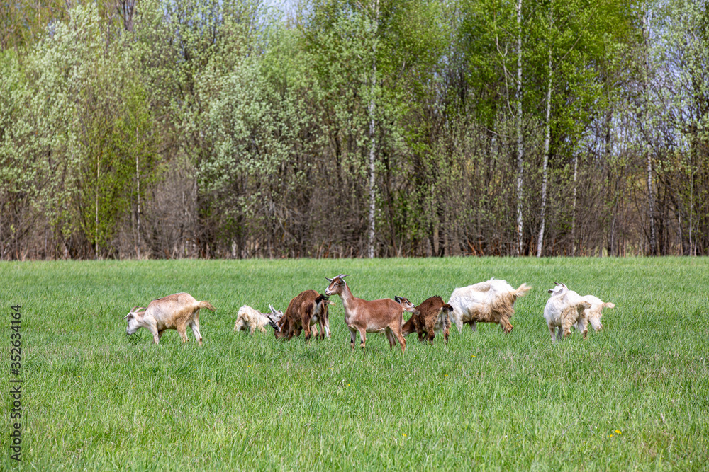 several brown and white goats on green field .
