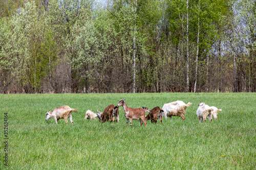 several brown and white goats on green field .
