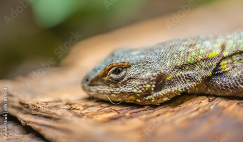 Macro photography of a small lizard with brightly colored scales