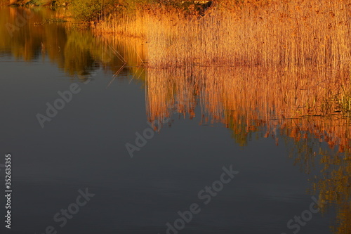 View from the water to the shore overgrown with grass brightly illuminated by sunlight.A Golden hue on a mirror copy in the purest calm water.Indistinguishable merging of plants and their reflections