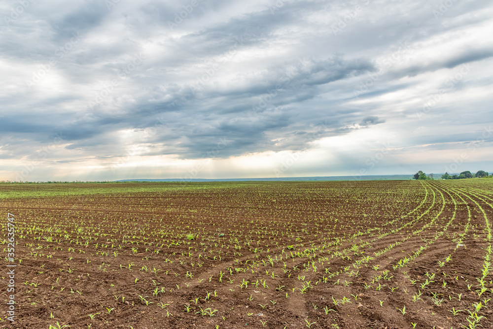 View of corn leaves growth in a field at spring with dramatic clouds. Field with young corn