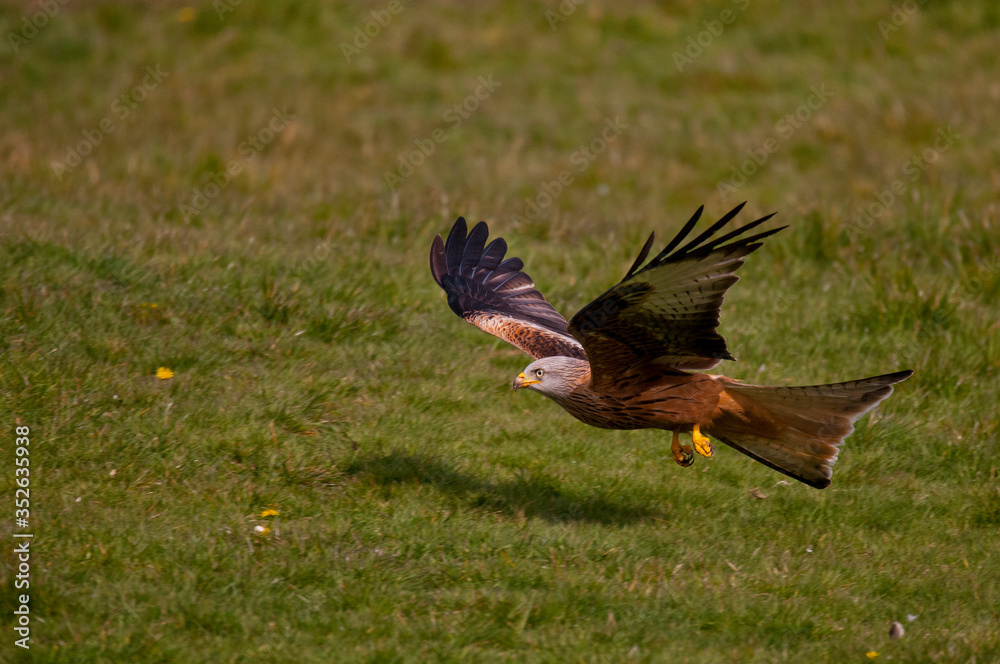 Obraz premium Kania Ruda w locie