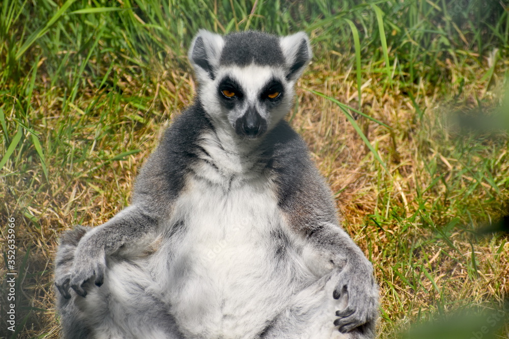 Obraz premium Ring-tailed lemurs are covered by grey fur. They have white patches on their faces ears and underbelly. Their long tails have a pattern of alternating black rings They have bright yellow or amber eyes