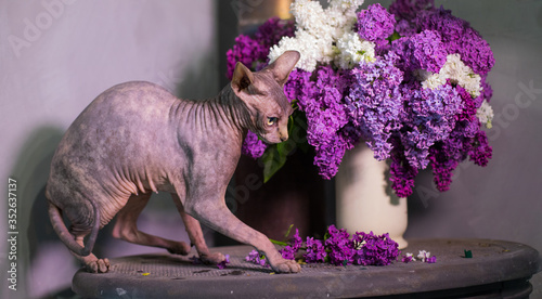 Bald cat on purple background, hairless cat and bouquet of lilac,  naked cat and 
and a bouquet of spring flowers. Sphinx indoor