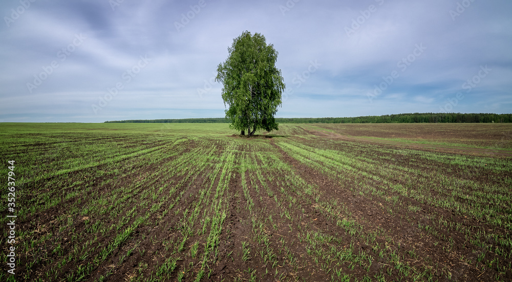 panorama of a rural field with a birch tree, Russia, Ural panorama of a rural field with a birch tree, Russia, Ural
