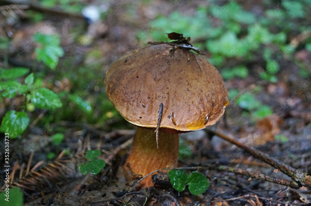 Suillellus loridus mushroom with a brown hat and a reddish leg grows in a forest in the grass on an autumn sunny day Suillellus loridus mushroom with a brown hat and a reddish leg grows in a forest in the grass on an autumn sunny day