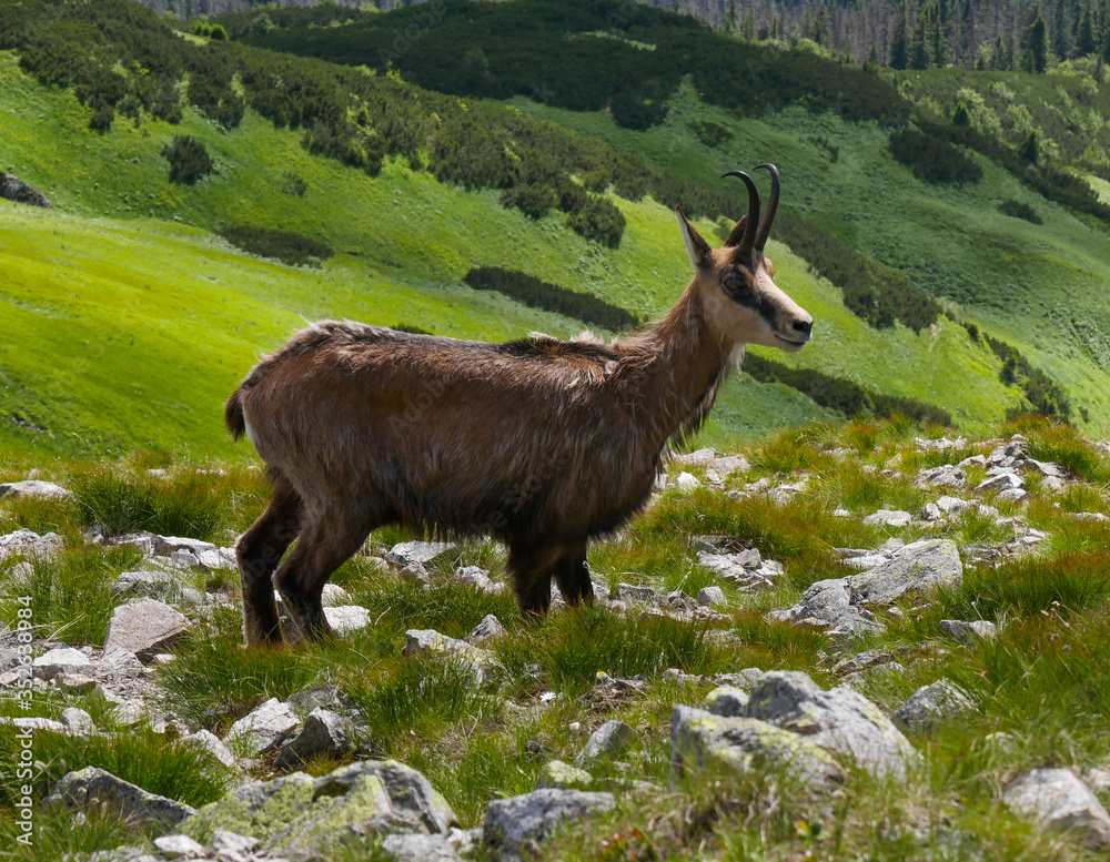 chamois in the meadow