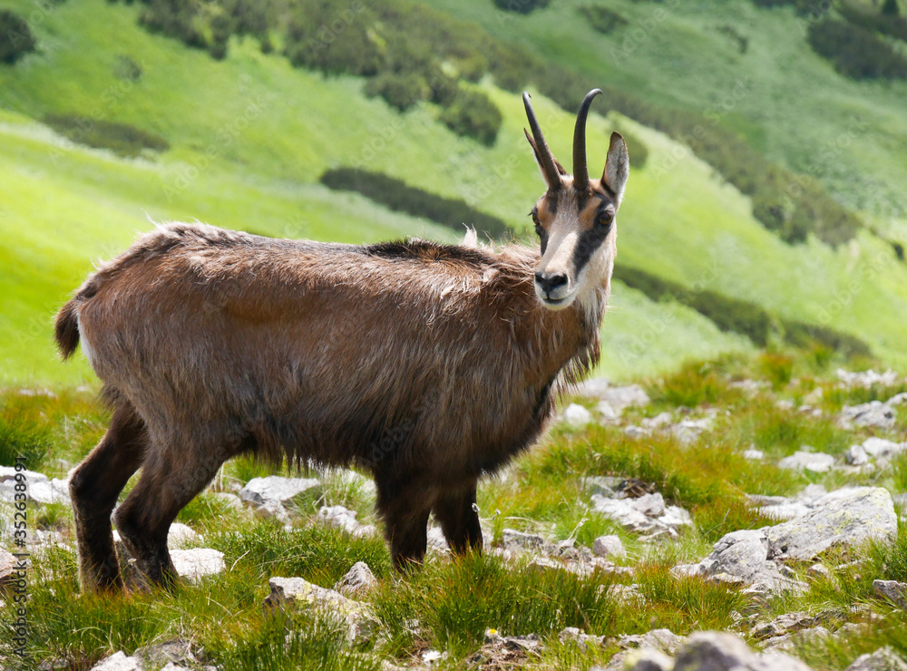 chamois in the meadow