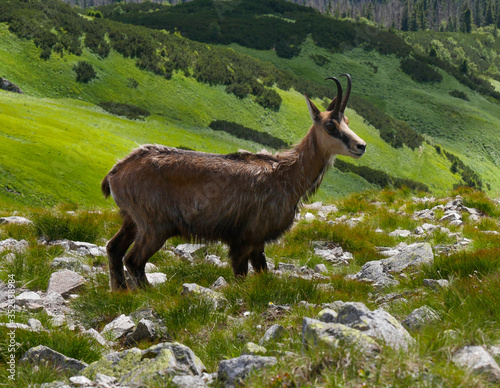 chamois in the meadow