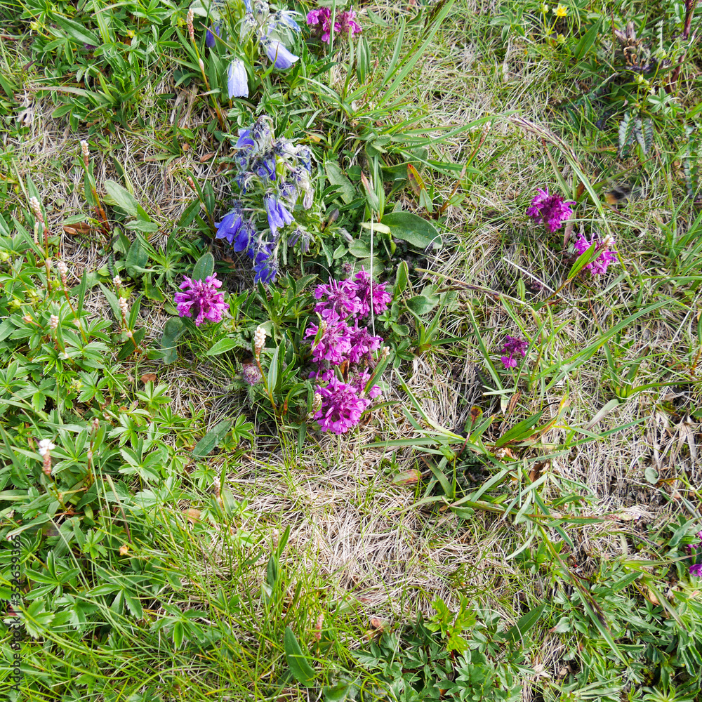 mountain flowers