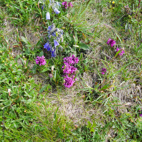mountain flowers