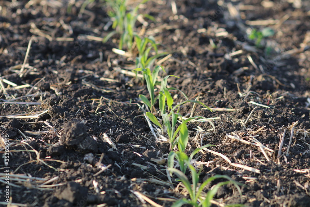 Closeup of newly emerged grain corn crop Closeup of newly emerged grain corn crop