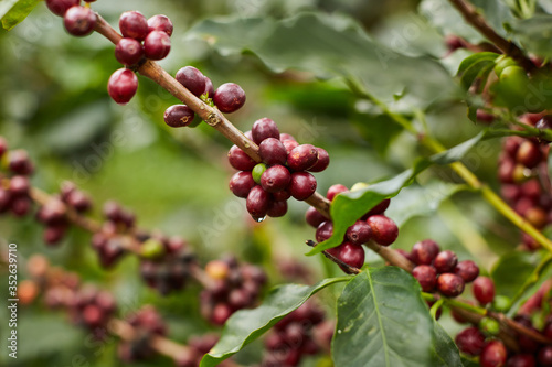 cosecha de Granos de Café maduros 