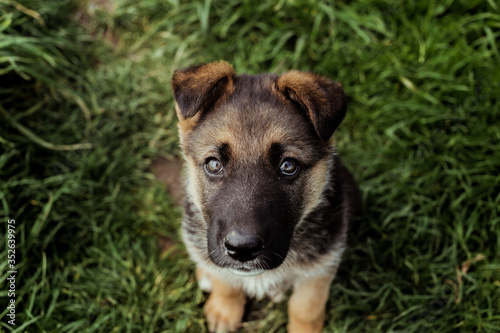 German shepherd puppy in the grass
