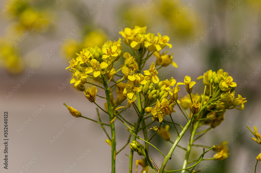 Rural landscape, Oilseed rape, biofuel. Soft focus. Technical crop. Yellow flowering, ripening rapeseed on an agricultural field Rural landscape, Oilseed rape, biofuel. Soft focus. Technical crop. Yellow flowering, ripening rapeseed on an agricultural field