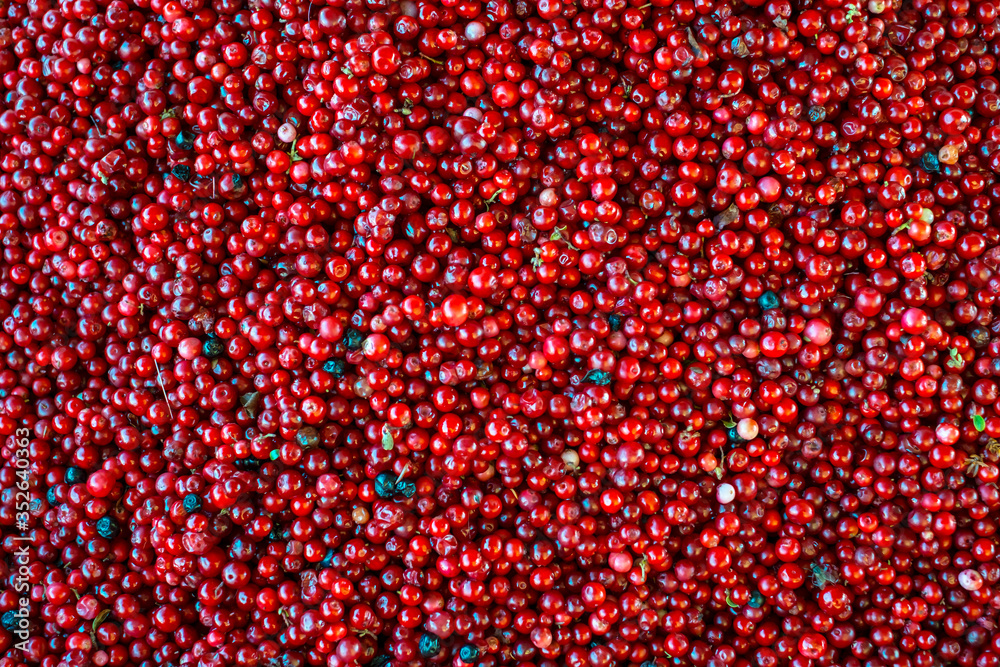 Fresh Ripe cranberries for background Fresh Ripe cranberries for background