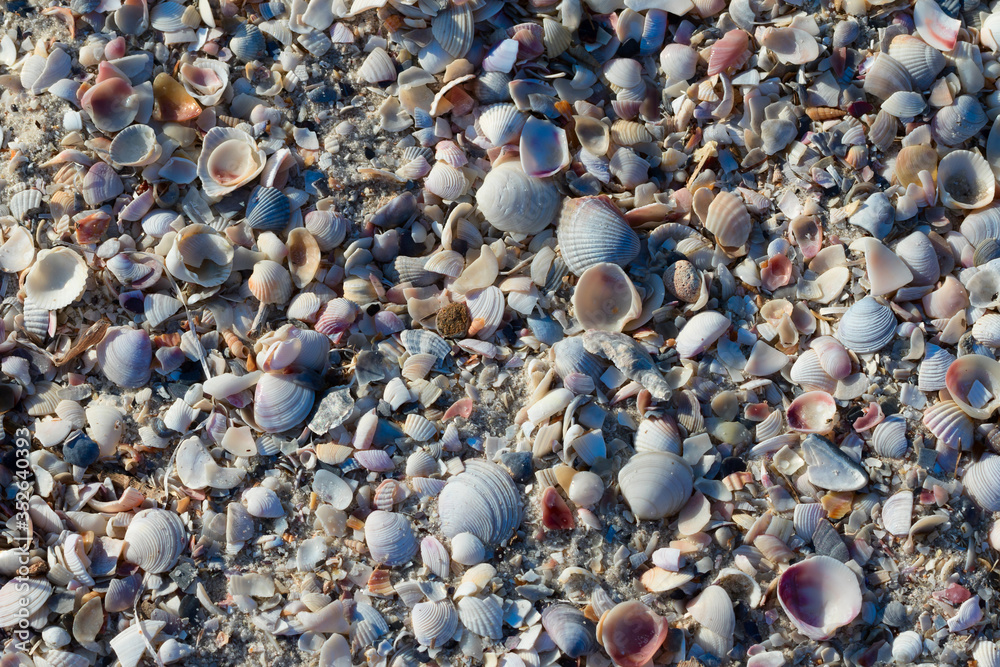 Natural background of broken seashells on beach at sunny summer day