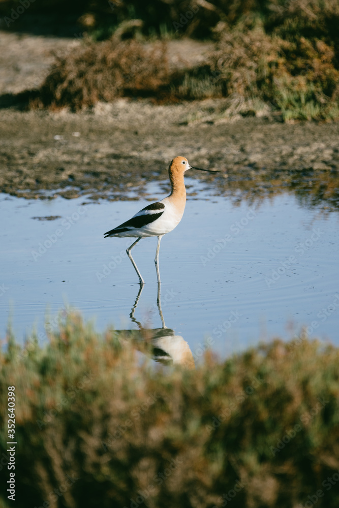 Obraz premium American Avocet